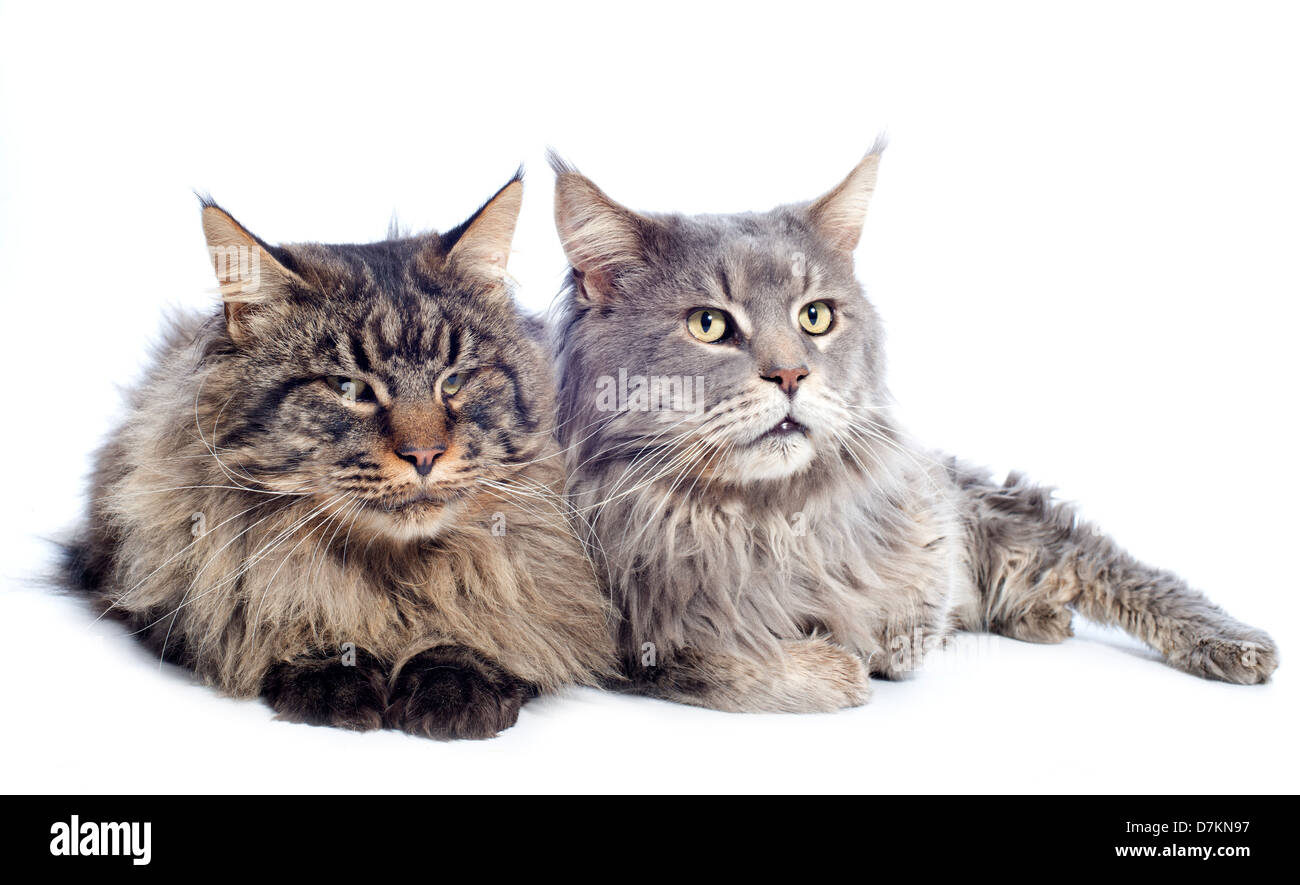 portrait of a purebred maine coon cats on a white background Stock