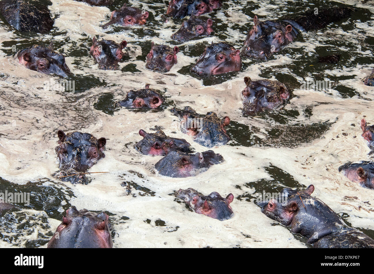 Group of Hippopotamuses, Hippopotamus amphibius, in water polluted with their waste due to drought, Masai Mara, Kenya, Africa Stock Photo