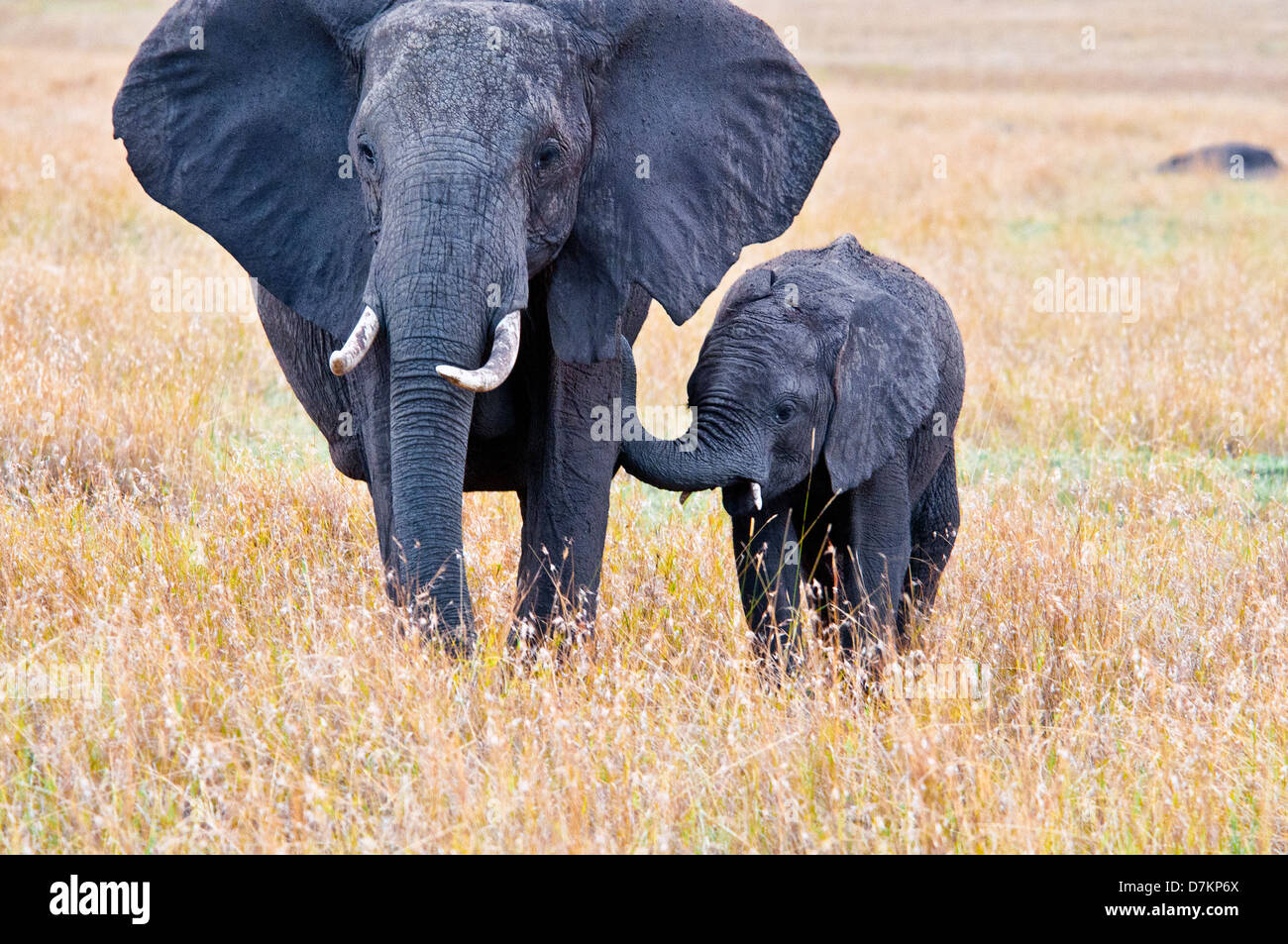 African Elephant Calf,  Loxodonta africana, following its mother, Masai Mara National Reserve, Kenya, East Africa Stock Photo