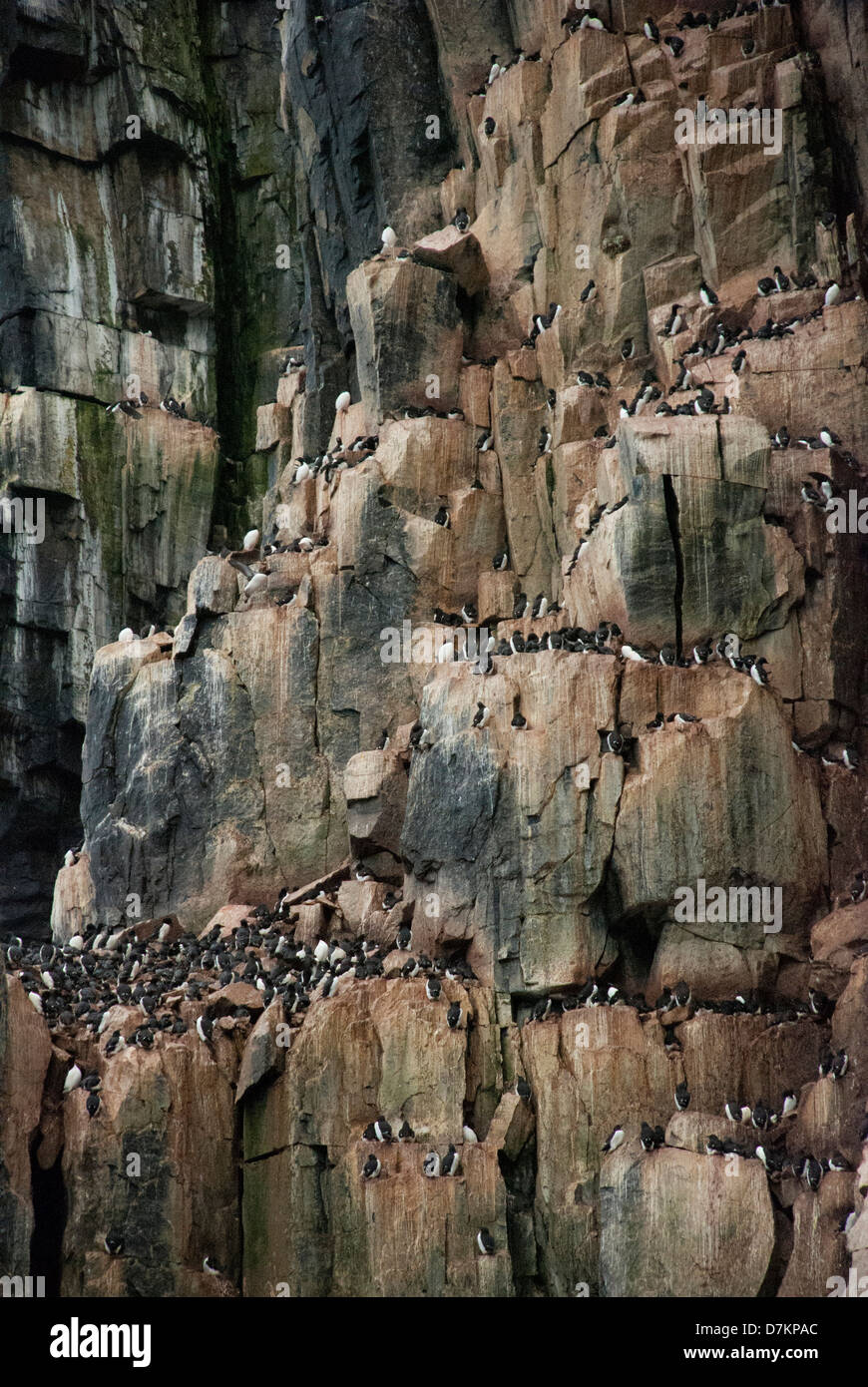 Thick-Billed Murres or Brunniche's Guillemots, Uria lomvia, Nesting Colony, Alkefjellet, Cape Fanshaw, Hinlopen Strait, Svalbard Stock Photo