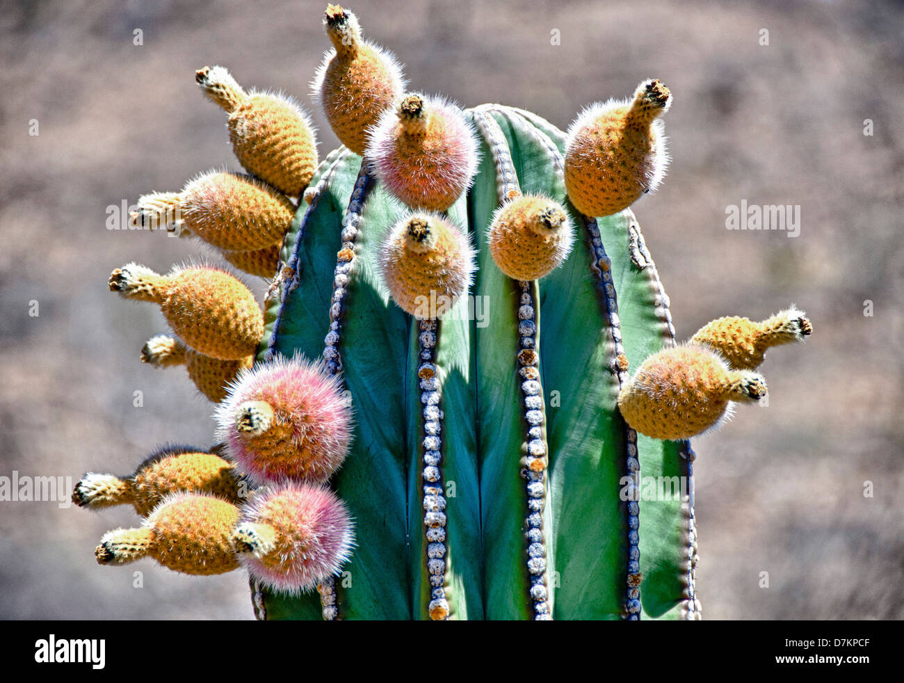 Isla de Espiritu Santo, Baja, Mexico, Pachycereus pringlei, Cardon cactus with fruit. Stock Photo
