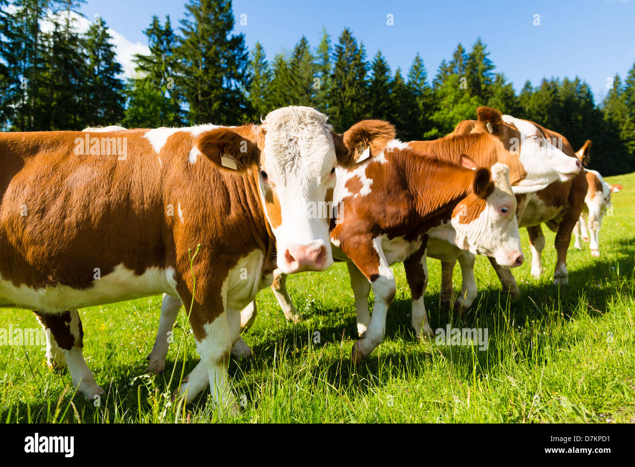 Cattle stand on a pasture in the mountains in summer Stock Photo - Alamy