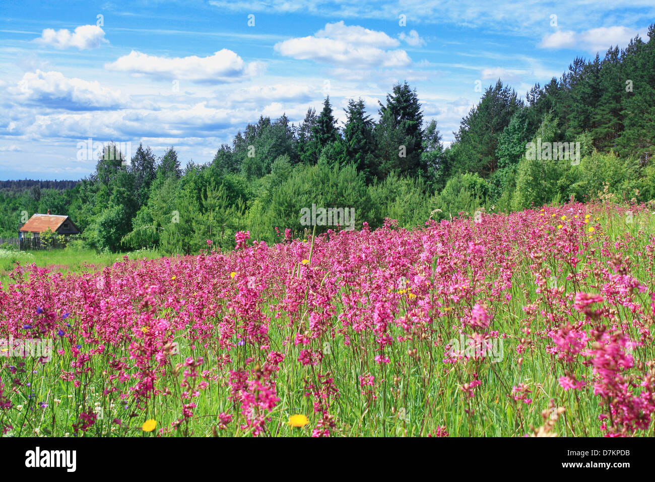 summer landscape with a blossoming meadow and the wood Stock Photo - Alamy