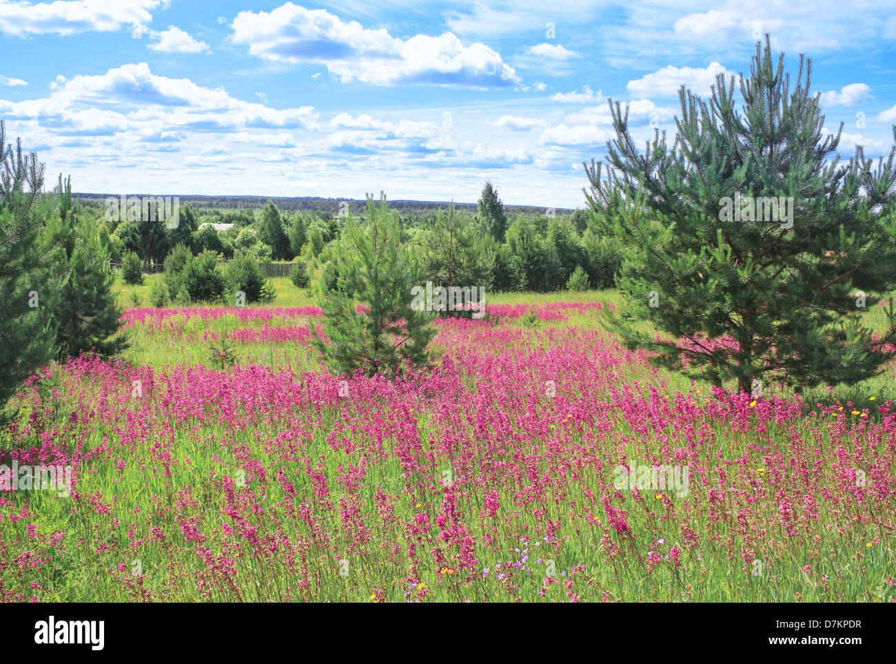 summer landscape with a blossoming meadow and the wood Stock Photo - Alamy