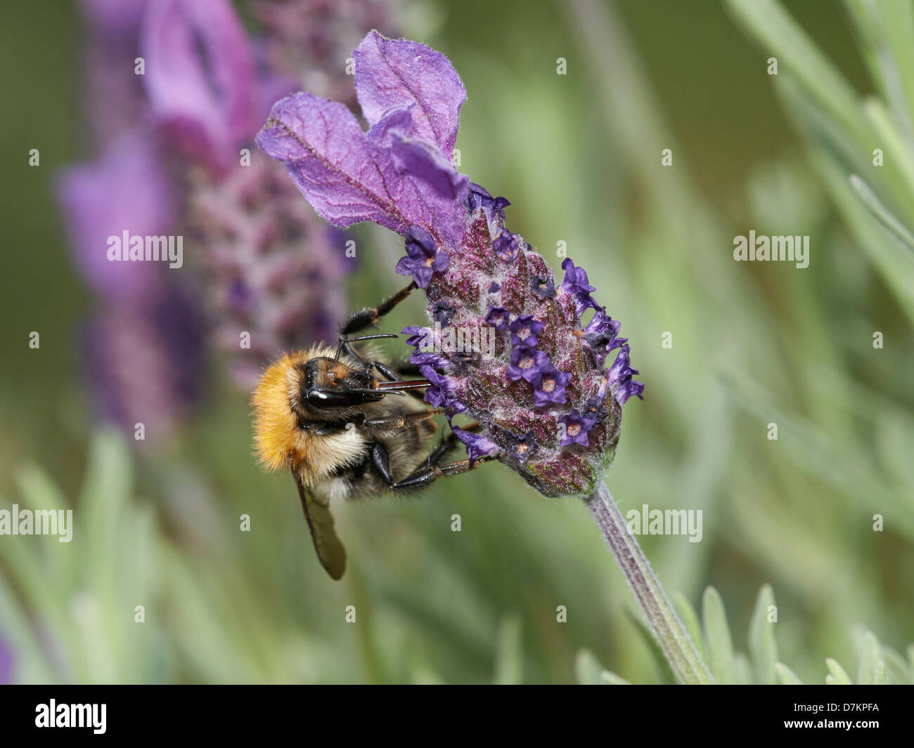 Bumblebee on flowering plant Stock Photo Alamy