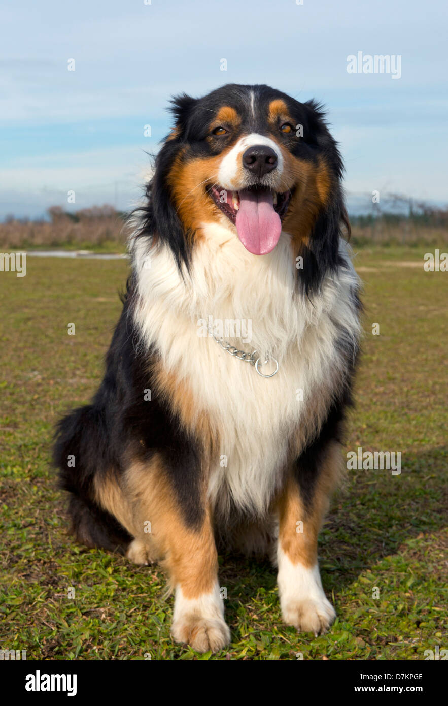 portrait of australian in a field Stock Photo - Alamy