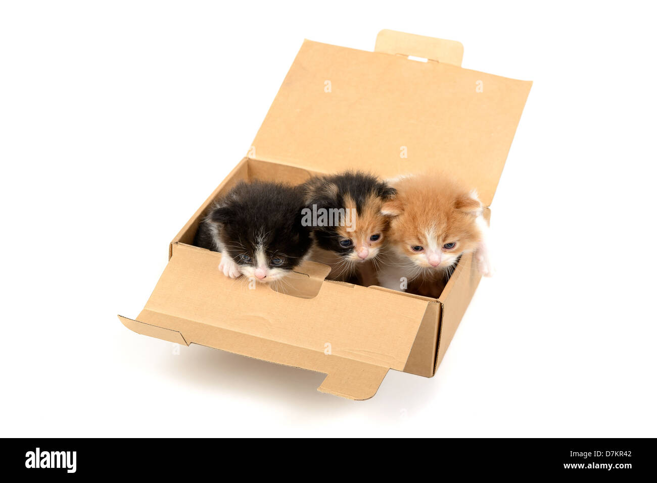 Lovely kittens inside a cardboard box isolated in white Stock Photo Alamy