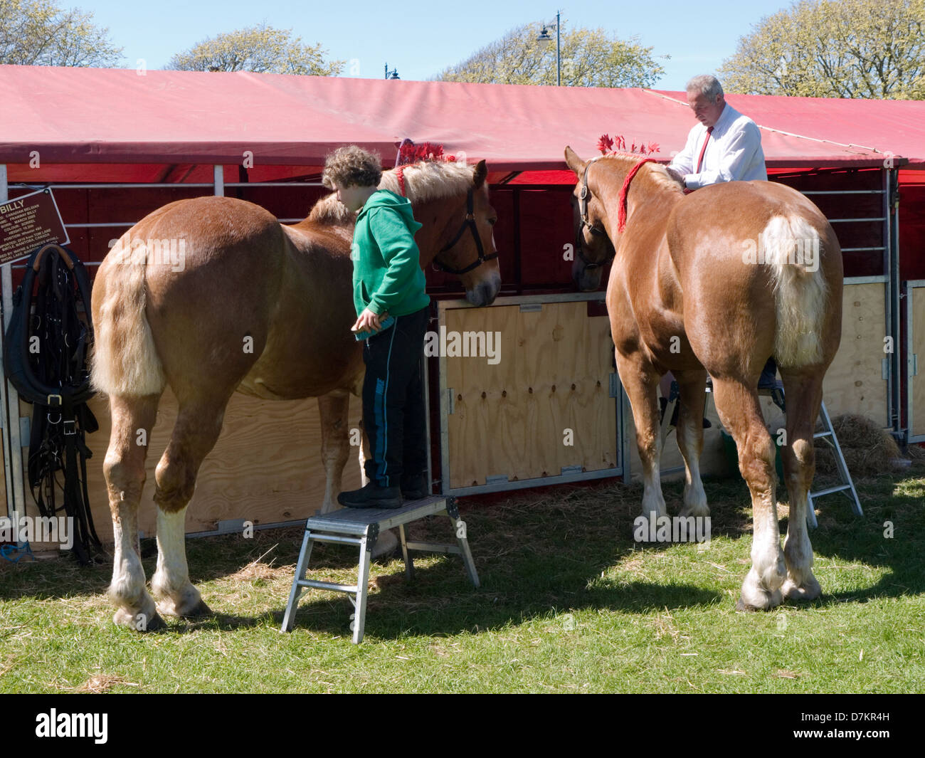 Groomed horses hires stock photography and images Alamy