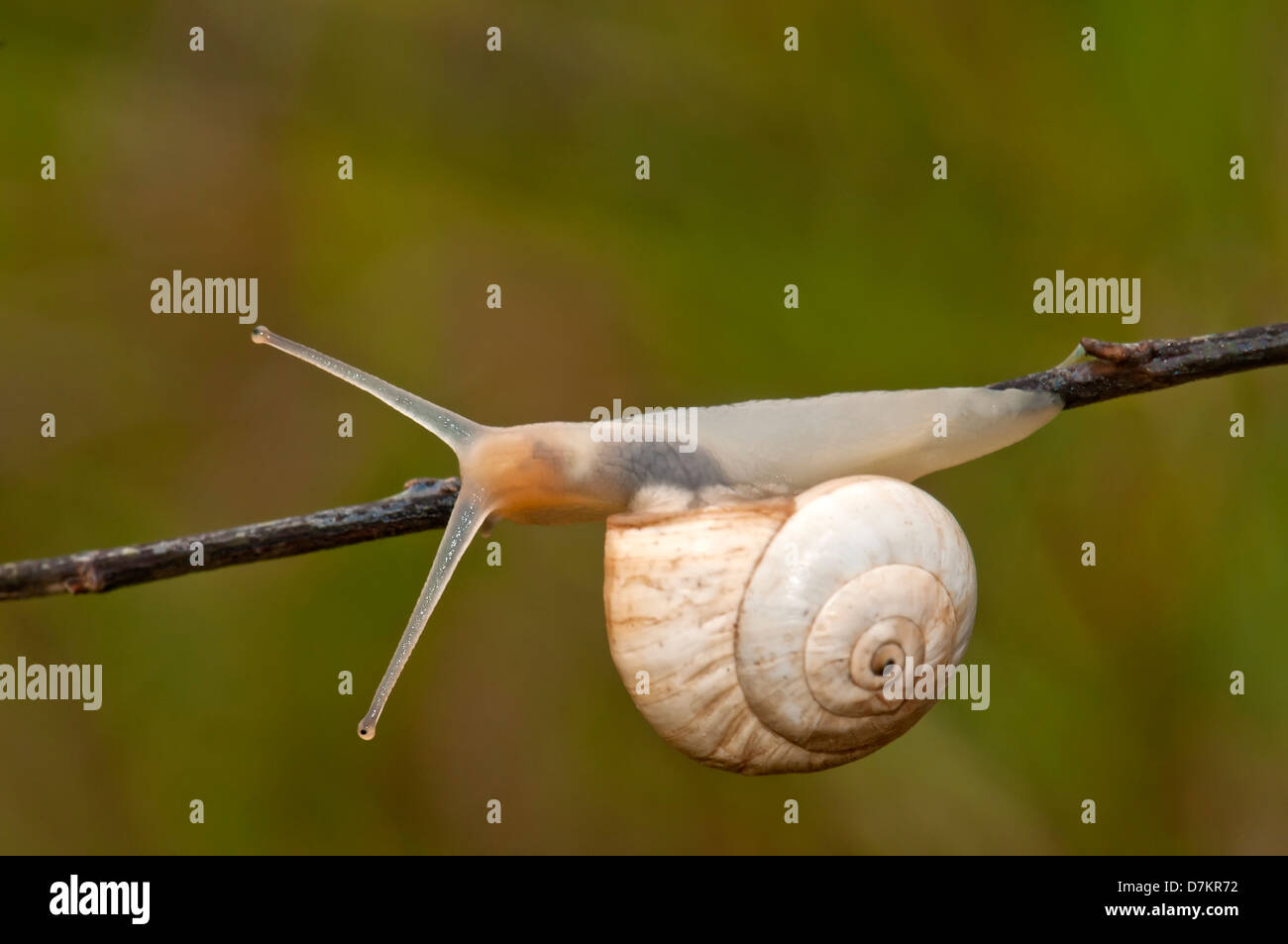 Snail on twig Stock Photo
