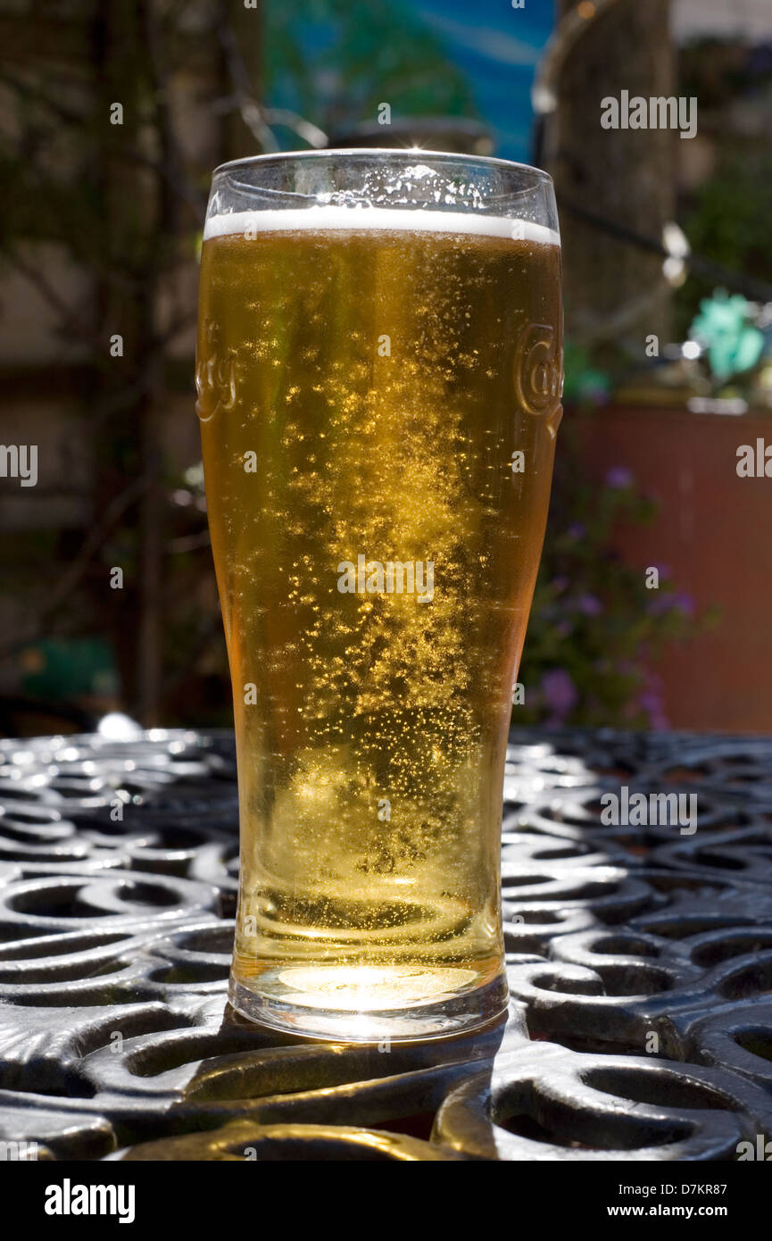 pint of freshly poured lager beer glowing in the sunlight Stock Photo