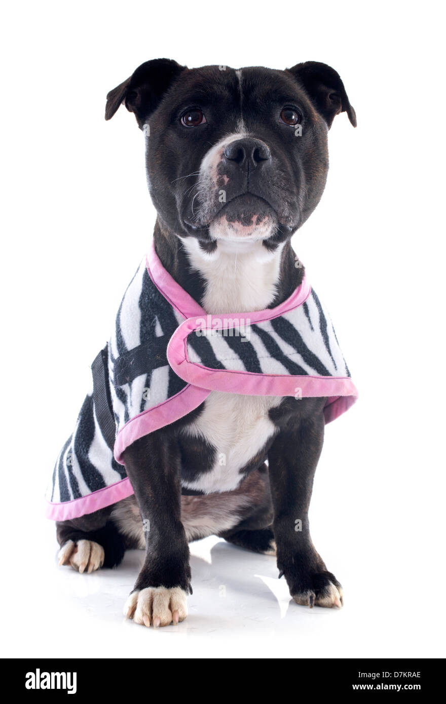 portrait of a staffordshire bull terrier withe coat in front of white