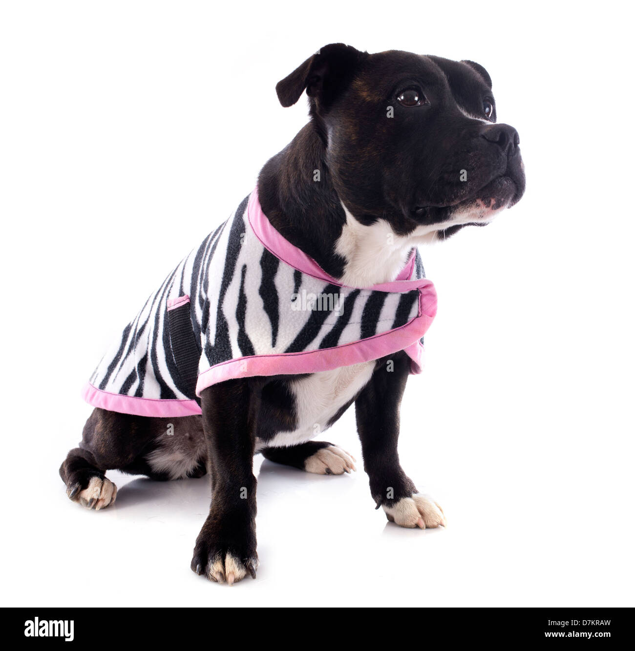 Staffie coat hi-res stock photography and images - Alamy