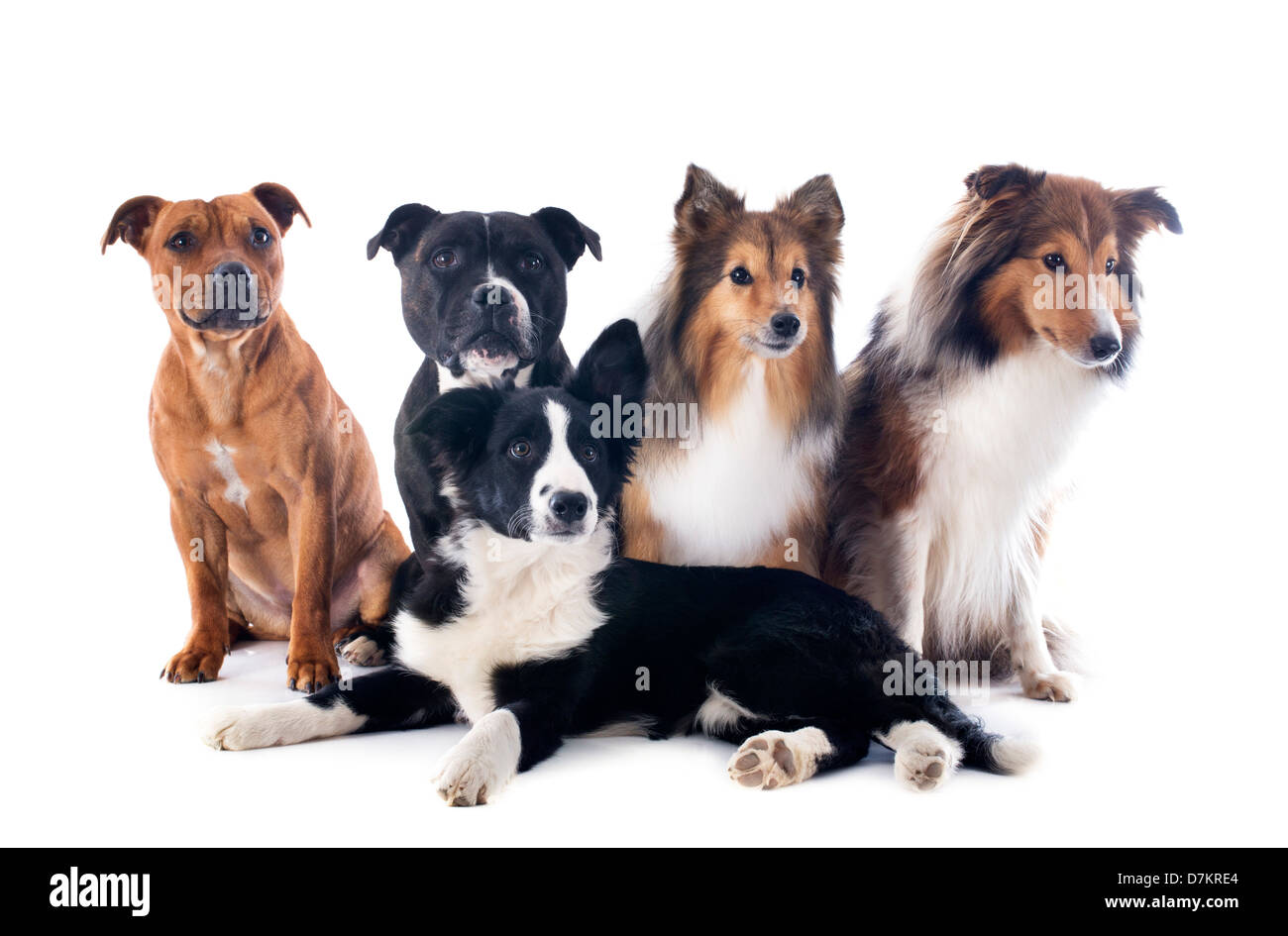 portrait of five purebred dogs in front of white background Stock Photo