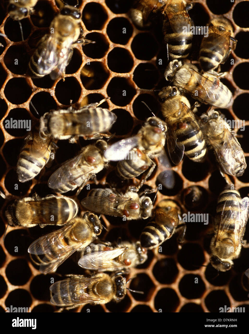 Honey Bees inside the hive with varroa destructor mites on their backs