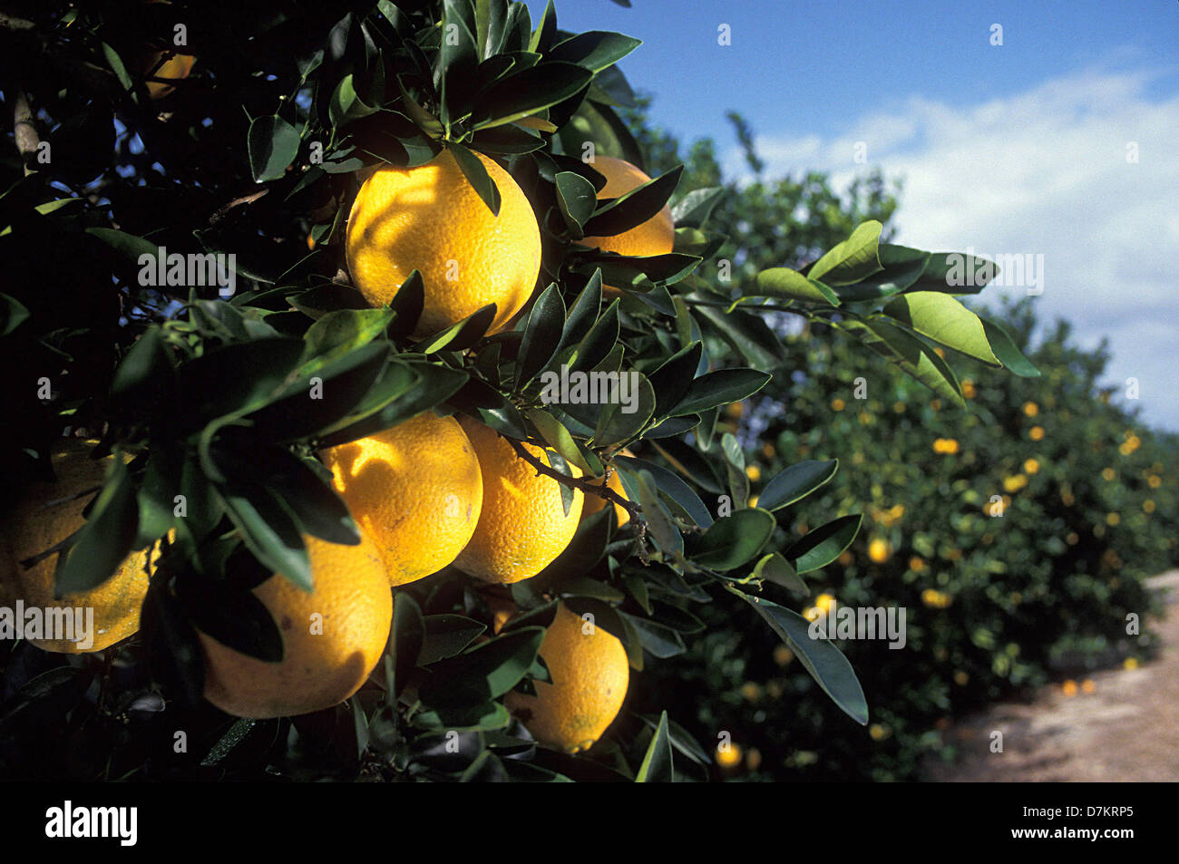 Navel Orange Tree High Resolution Stock Photography and Images Alamy