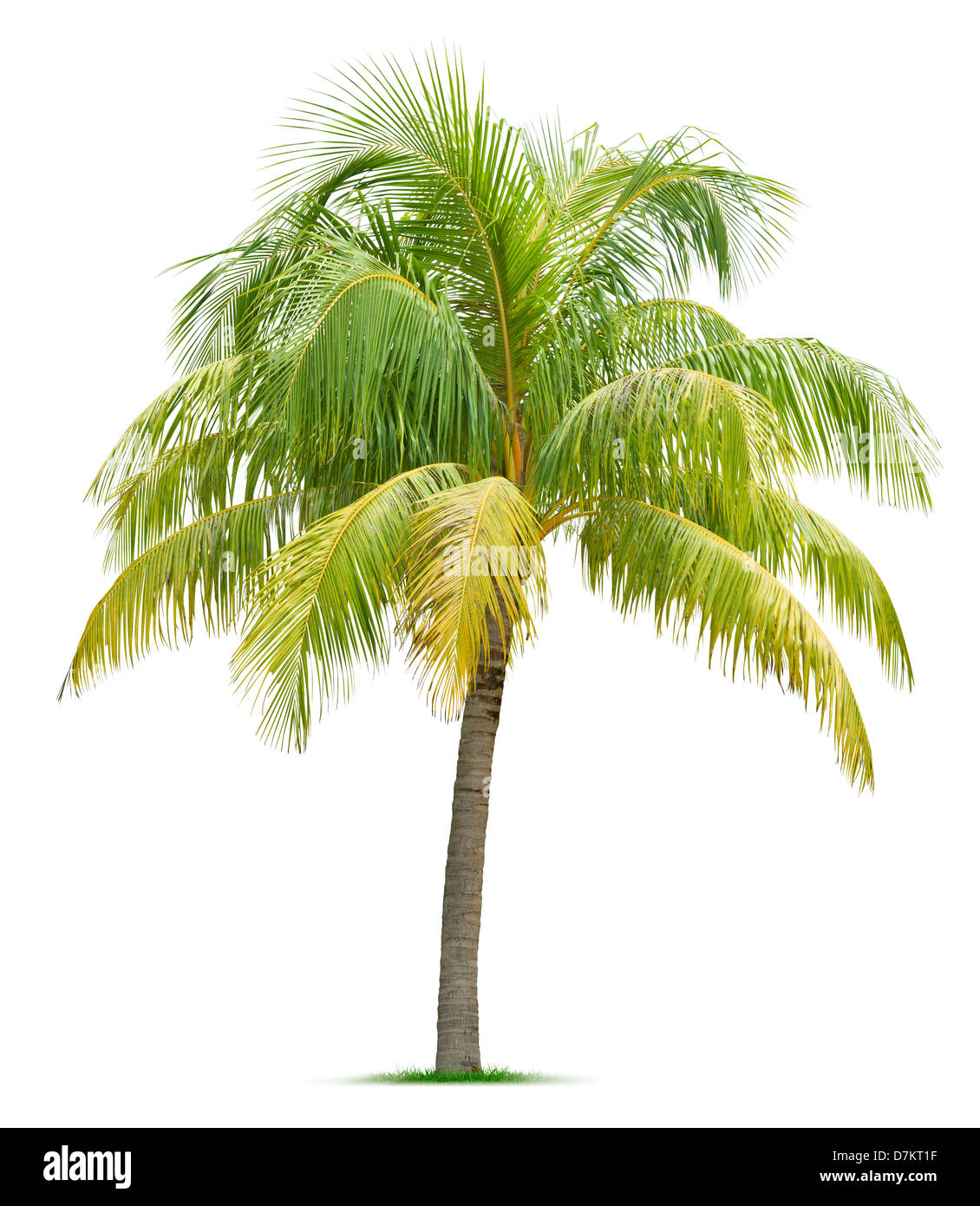 Coconut tree isolated on white background Stock Photo Alamy