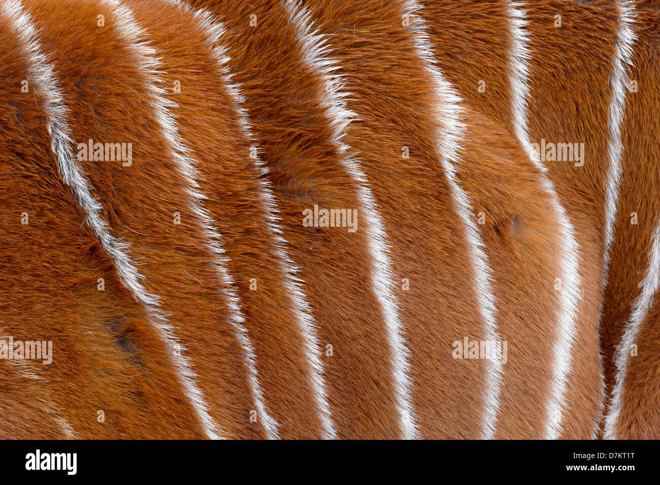 Bongo, Tragelaphus eurycerus, close up of skin pattern, captive, April 2013 Stock Photo
