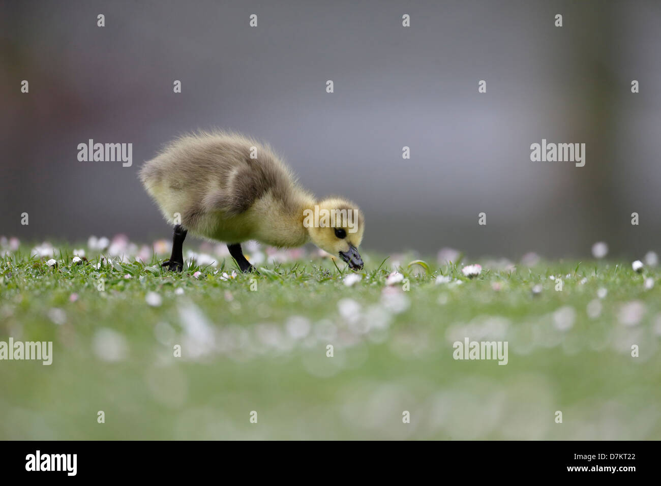 Canada goose, Branta canadensis, single gosling on grass, London, May 2013 Stock Photo