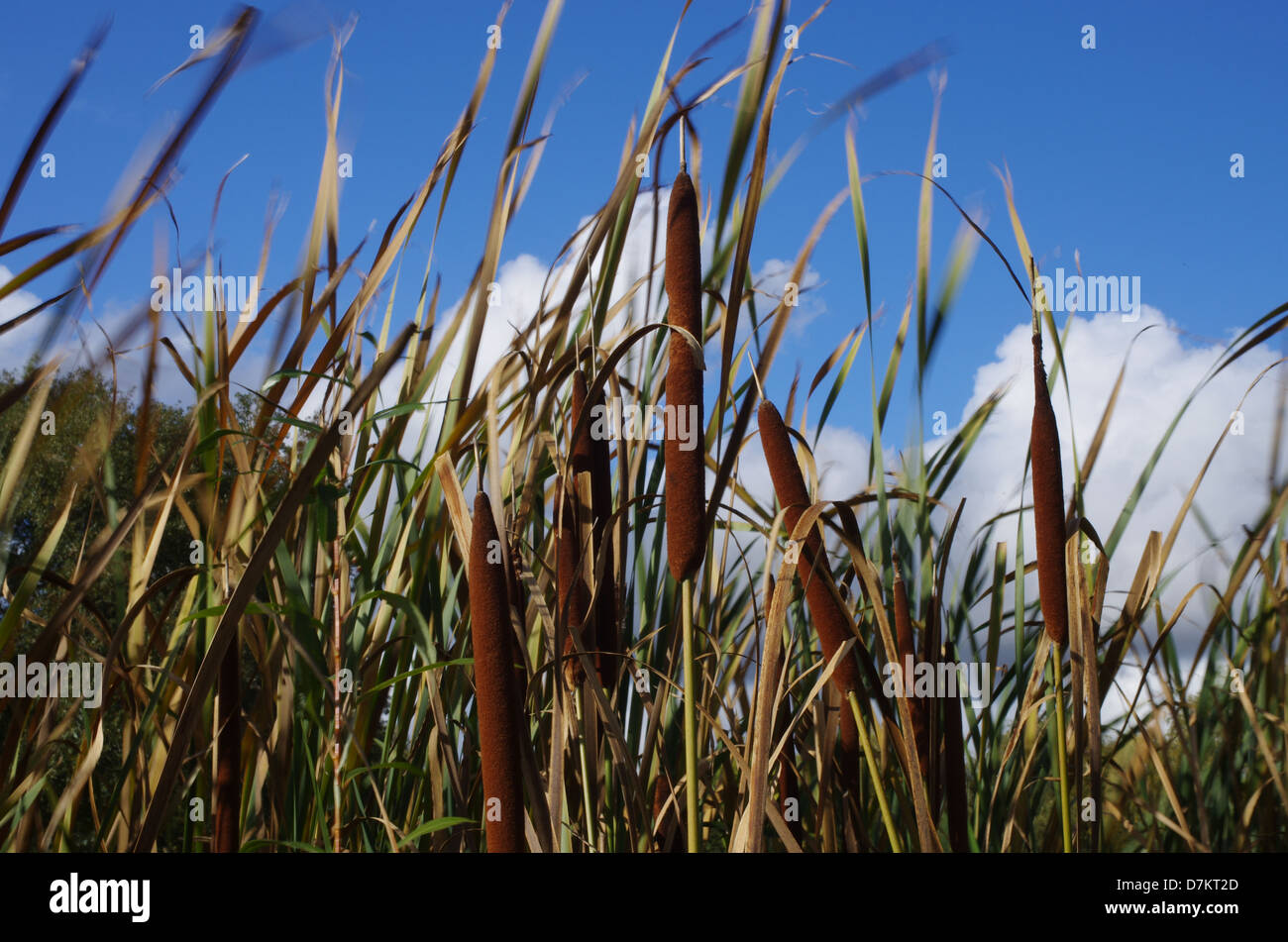 Bulrushes blowing in the breeze on a summer's days. Stock Photo