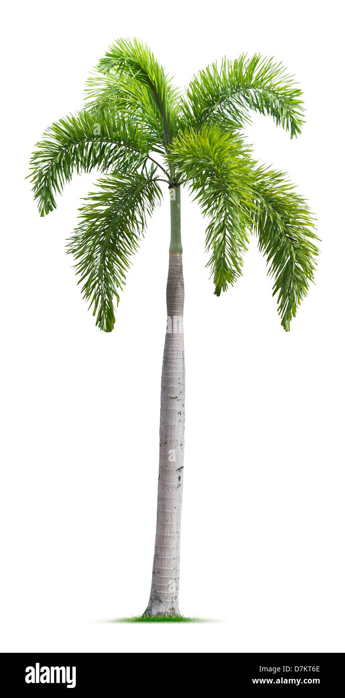 Foxtail Palm Tree Isolated On White Background Stock Photo Alamy