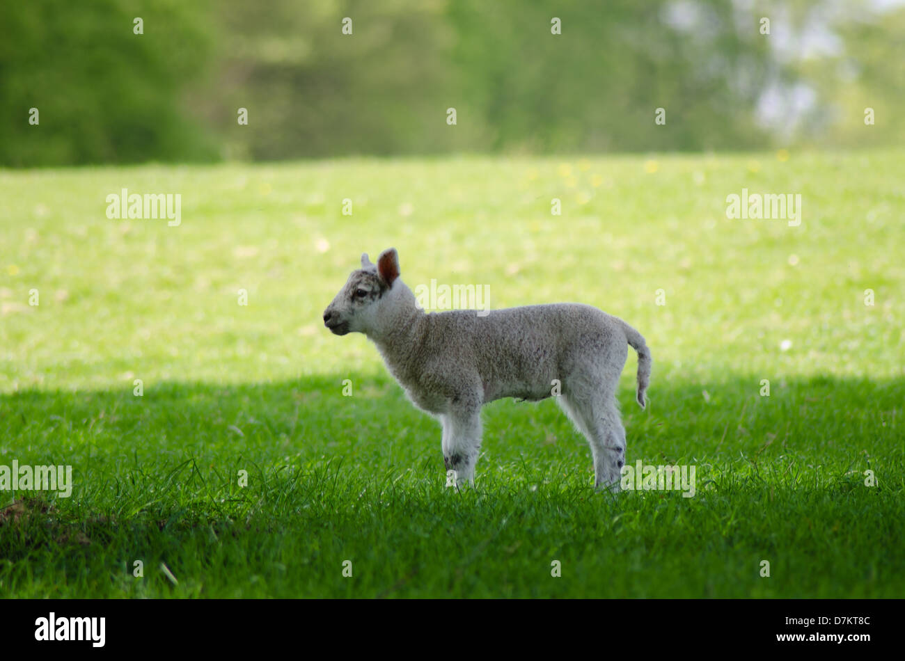 Baby Sheep lamb Stock Photo