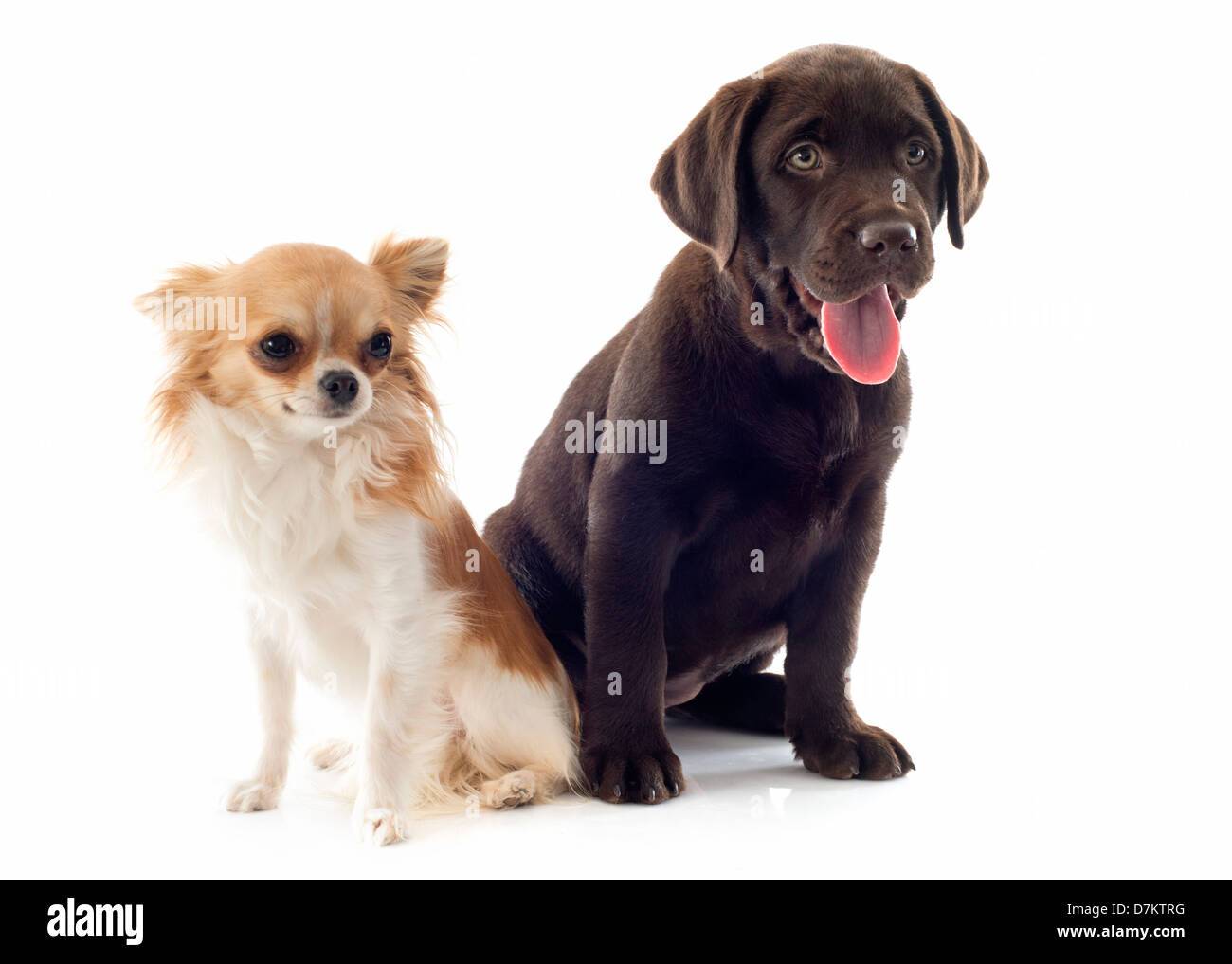 puppy labrador retriever and in front of white background Stock Photo - Alamy