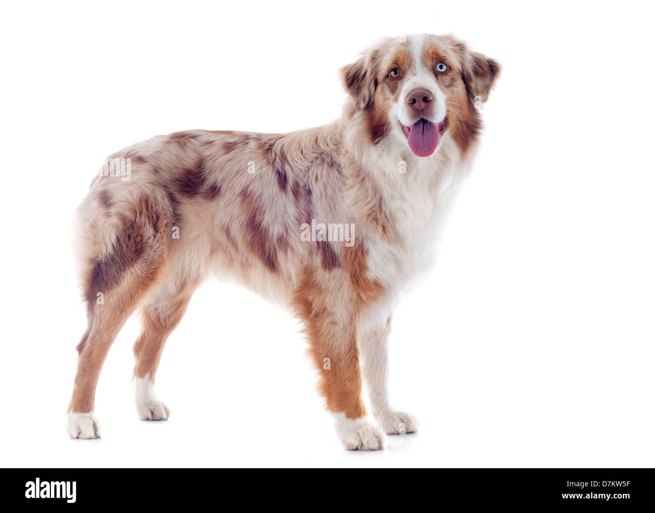 purebred australian shepherd in front of white background Stock Photo