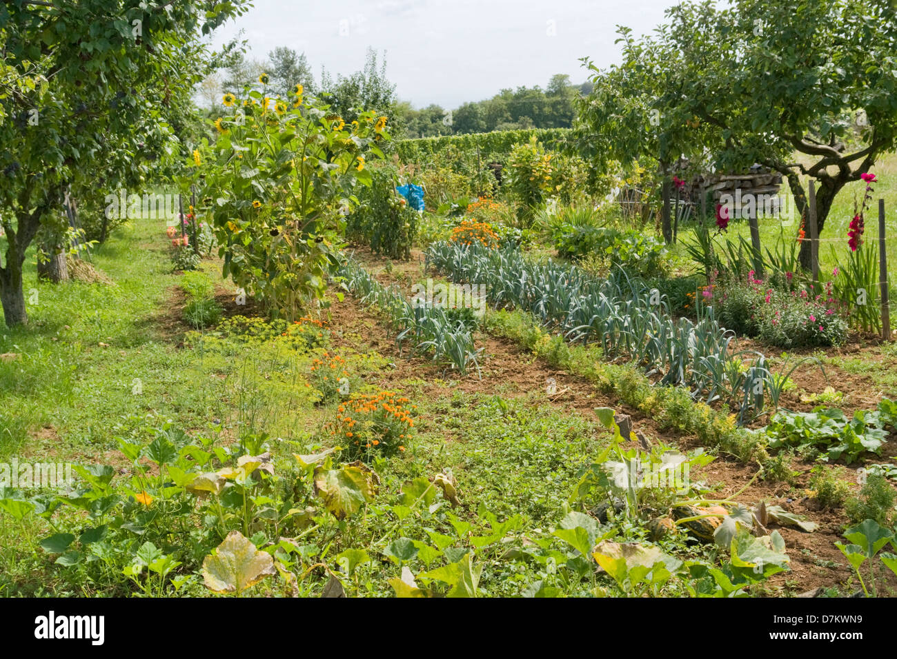 sunny allotment garden at summer time at Alsace, a region in France Stock Photo