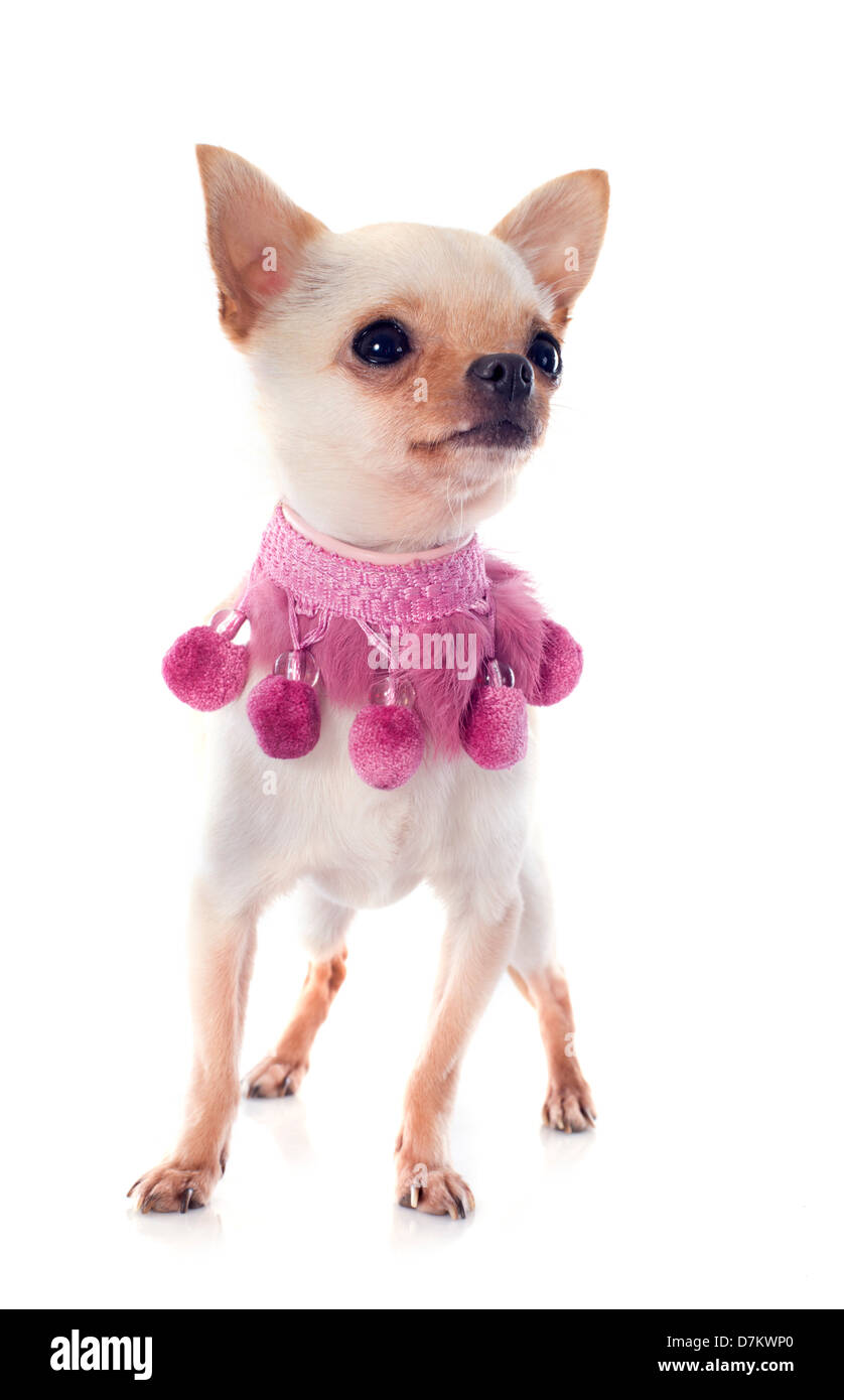 portrait of a cute purebred puppy chihuahua and pink collar in front of white background Stock Photo
