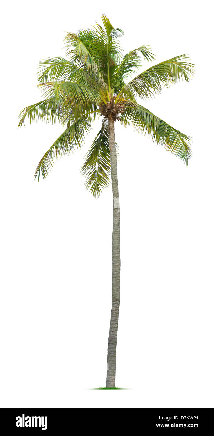 Coconut tree isolated on white background Stock Photo Alamy