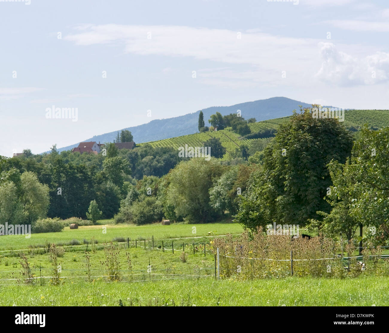scenery around Mittelbergheim, a village of a region in France named Alsace Stock Photo