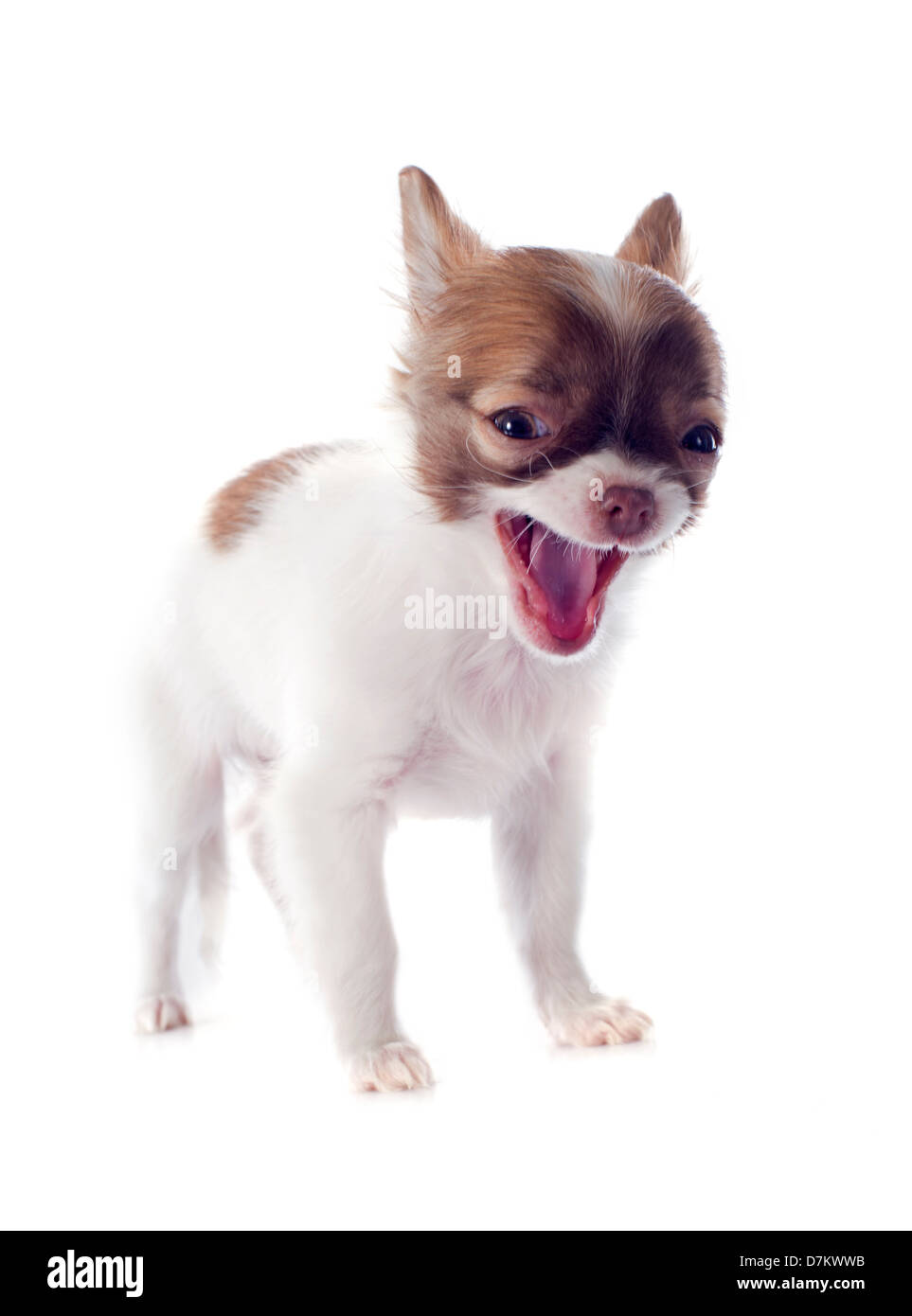 portrait of a barking puppy chihuahua in front of white background Stock Photo