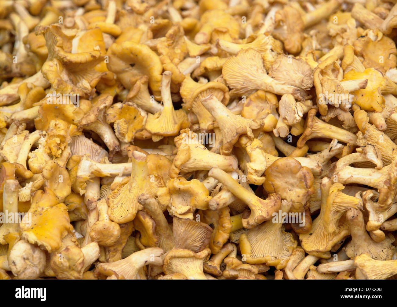 full frame background with lots of chanterelle mushrooms Stock Photo