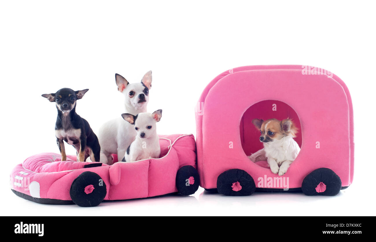 portrait of a cute purebred chihuahua in car and caravan in front of white background Stock Photo