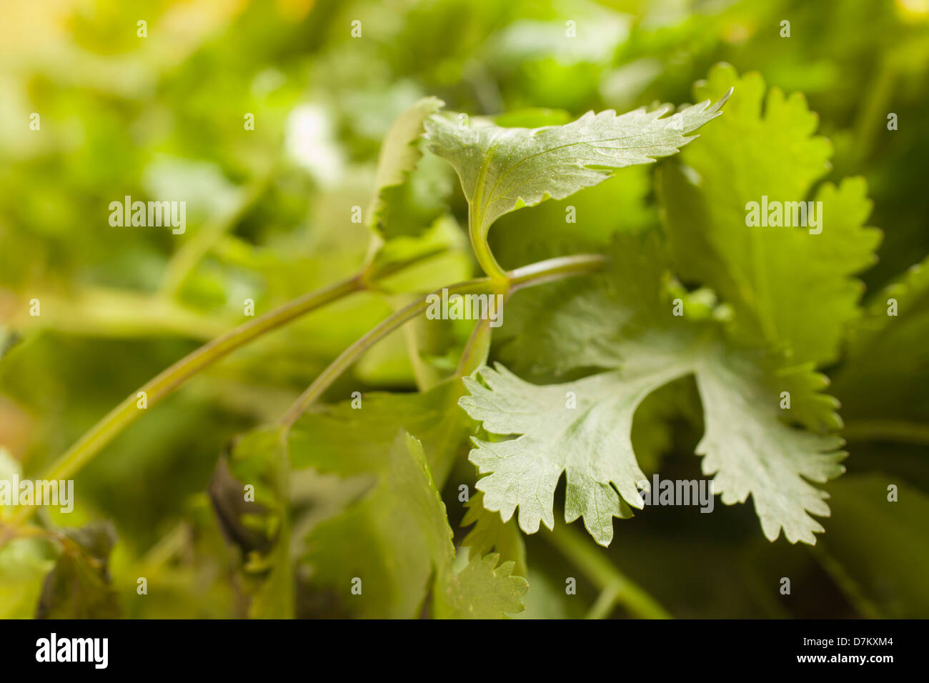 fresh cilantro leaves Stock Photo