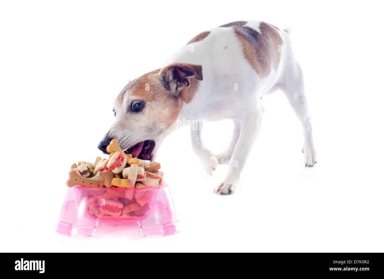 a jack russel terrier eating in front of white background Stock Photo