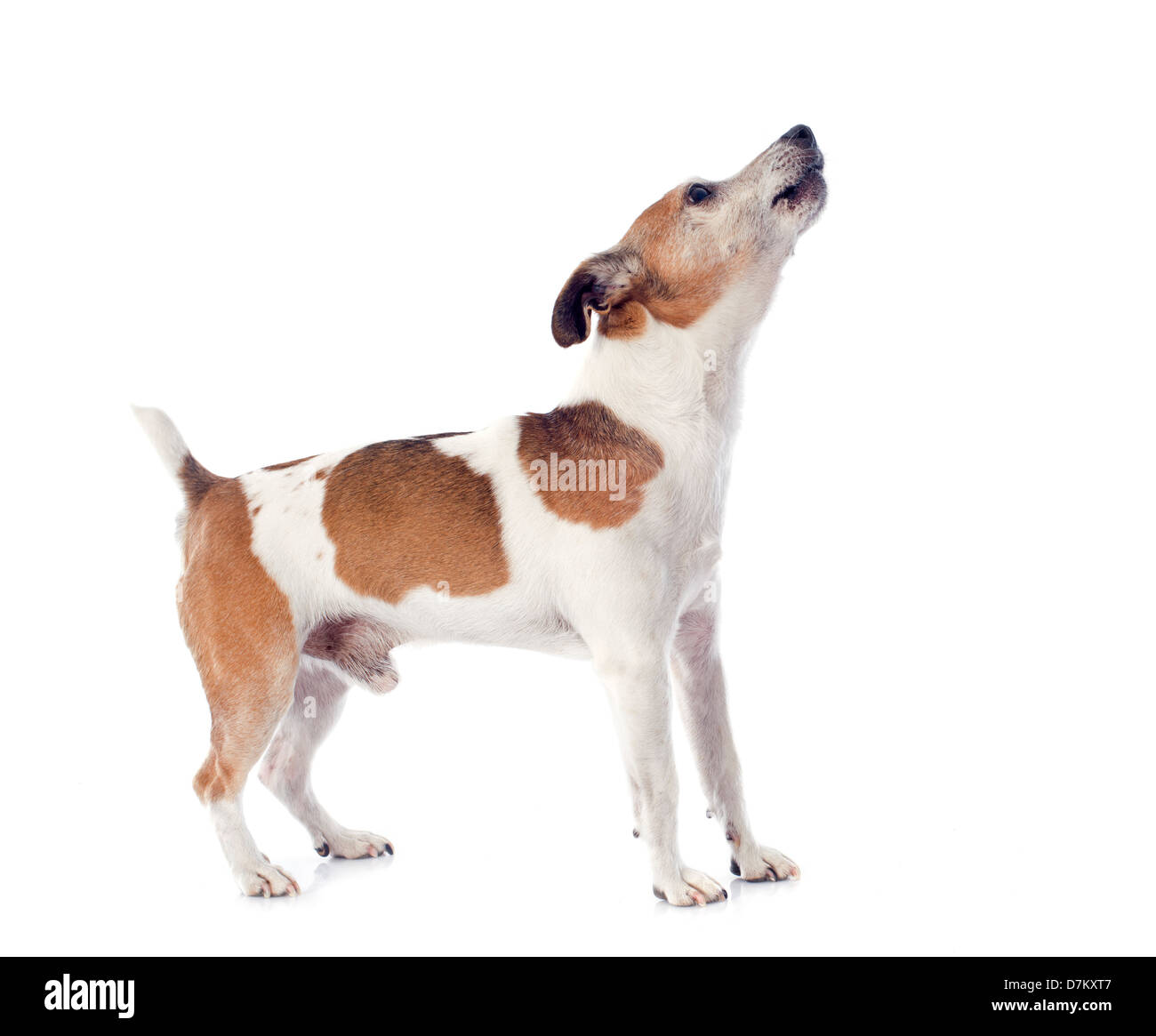 portrait of a barking jack russel terrier in studio Stock Photo