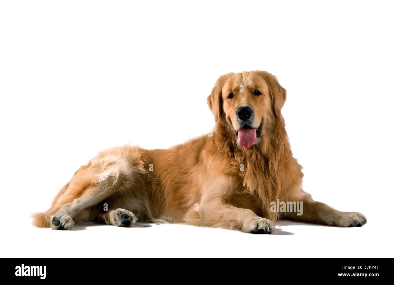 Dog looking at camera on white background Stock Photo - Alamy