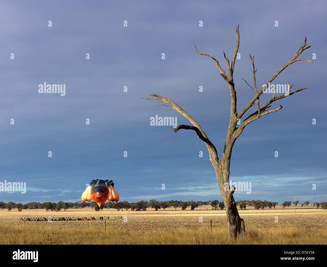 Skywhale, the Canberra Centenary Balloon flies low over a field in Western Victoria during her first flight. Stock Photo