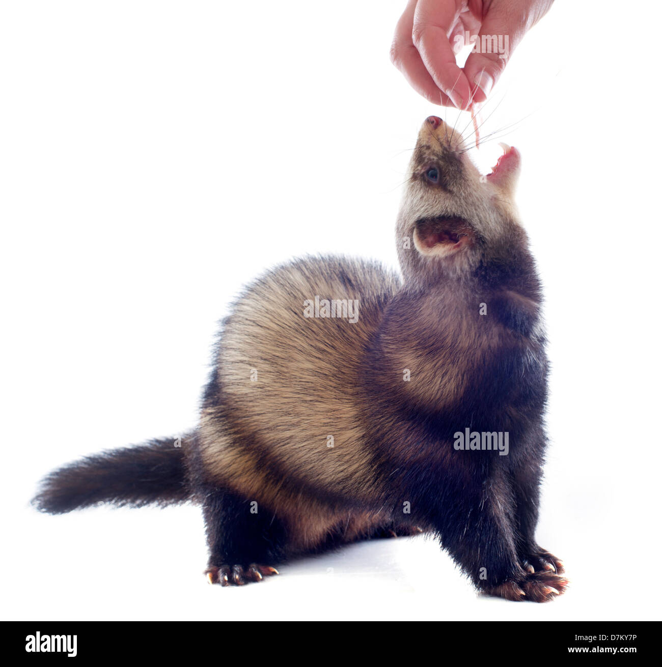 a male ferret feeding in a hand in front of white background Stock Photo