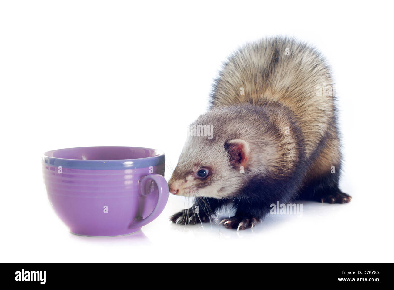 portrait of a male ferret smelling a bowl in front of white background