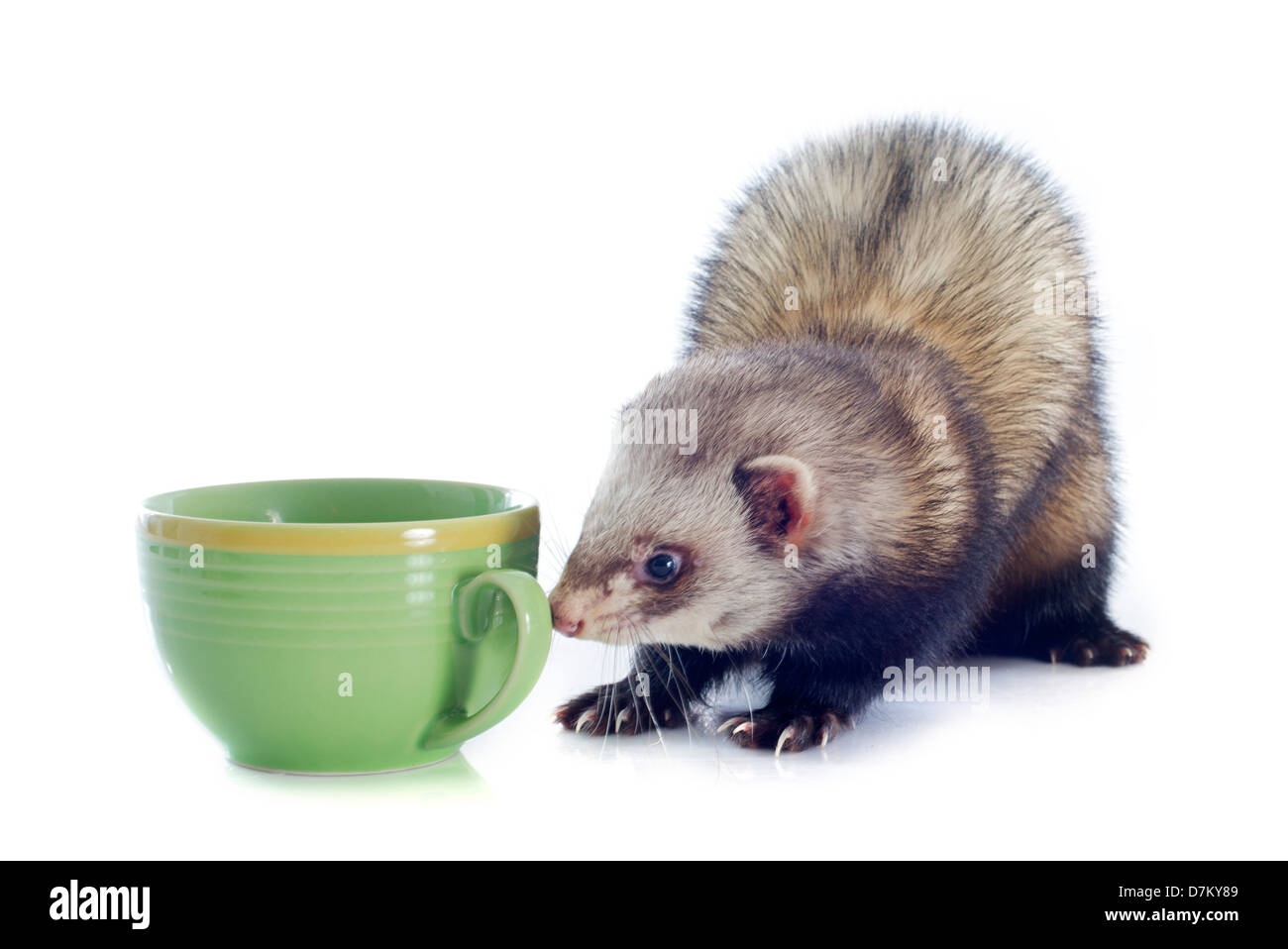 portrait of a male ferret smelling a bowl in front of white background Stock Photo