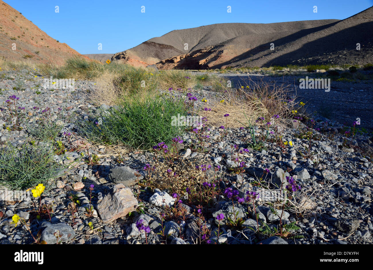 Death valley flowers hires stock photography and images Alamy