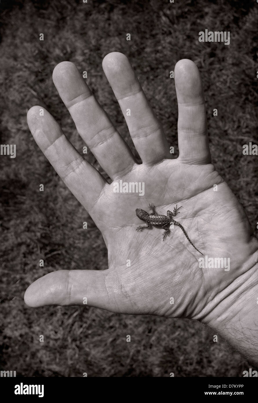 An open hand holding a small lizard Stock Photo