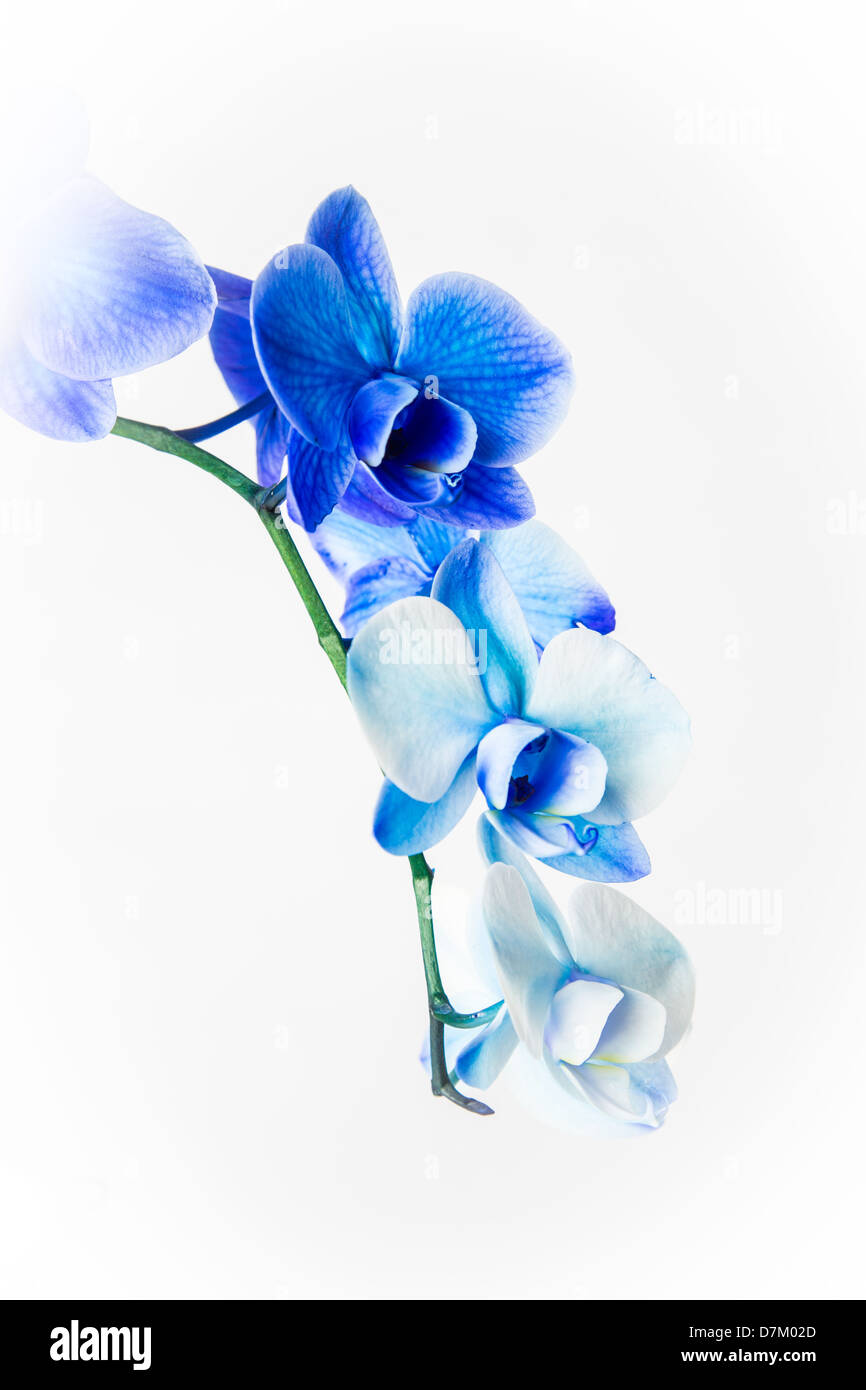 A blue Orchid isolated in the studio on a white background. Stock Photo