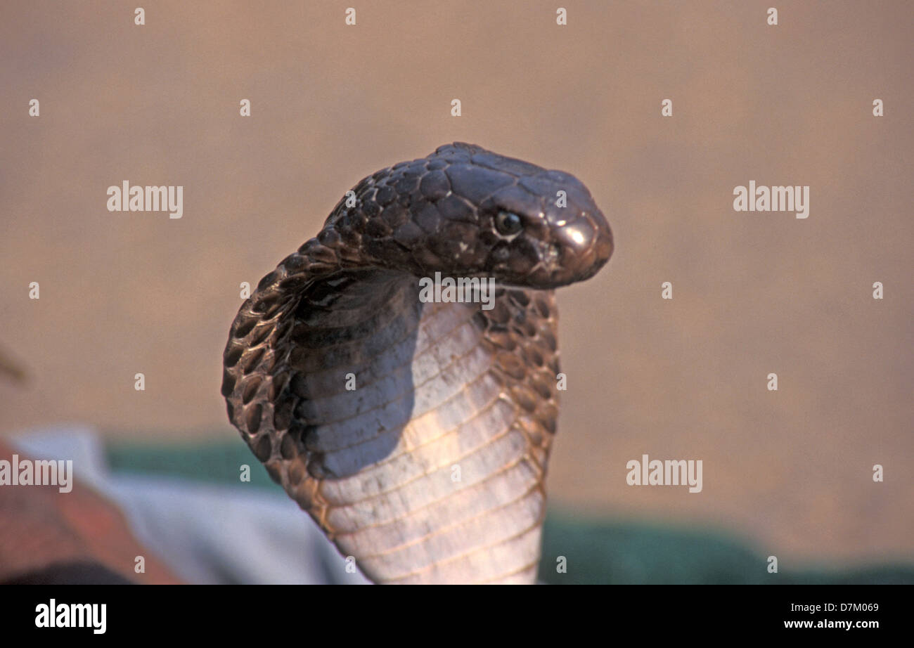 Protected by the Indian Wildlife Protection Act of 1972 snakes like the Common Cobra are free to roam without human interference.    Prior to Wildlife Protection Act India had been a major contributor in the international wildlife trade including reptile skins. Millions of snakes were being killed to be sold in the international market and turned into a variety of fashion accessories such as belts, wallets, and handbags. Stock Photo