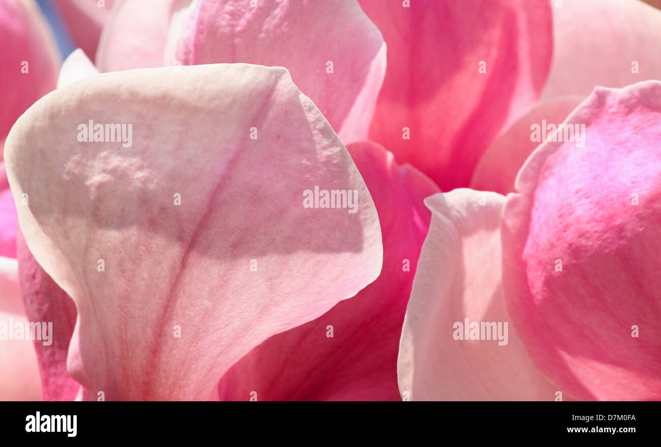 Magnolia petals hi-res stock photography and images - Alamy