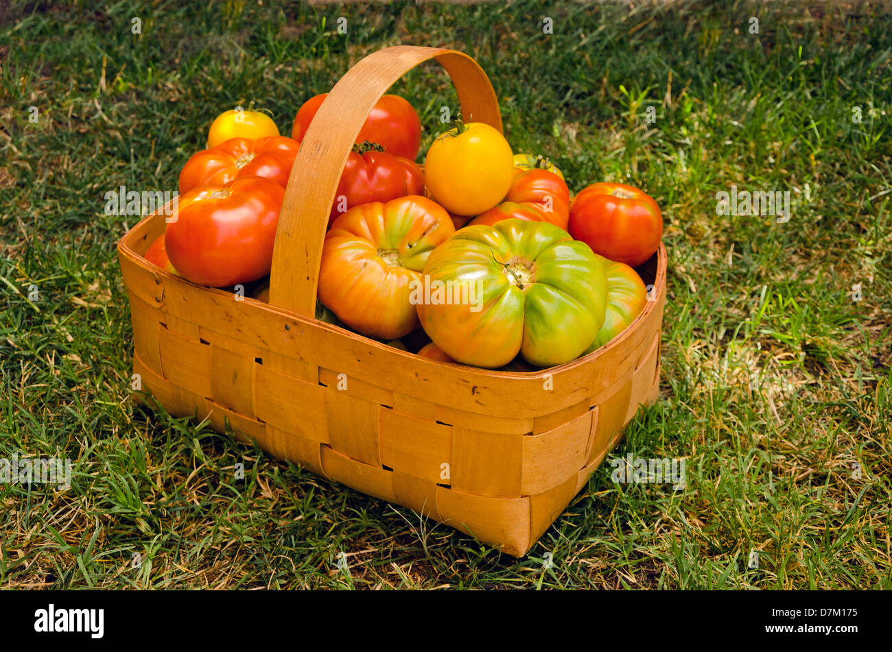 Basket full of tomatoes on the grass Stock Photo - Alamy