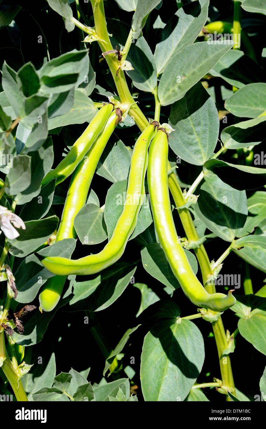 Broad bean pod hires stock photography and images Alamy