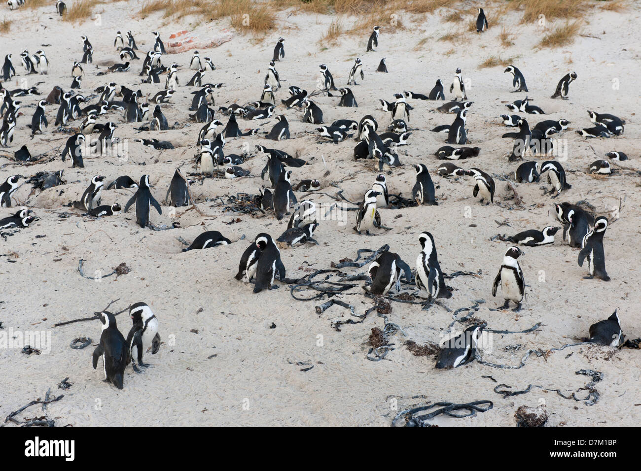 African penguin colony, Spheniscus demersus, Boulders Beach, Cape Peninsula, South Africa Stock Photo
